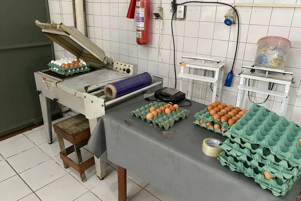 Mais de 270 mil ovos são apreendidos em linha de produção clandestina no Pará