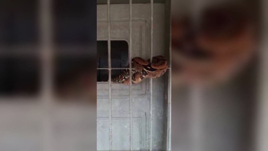 Cobra é encontrada dentro de escola pública no Marajó