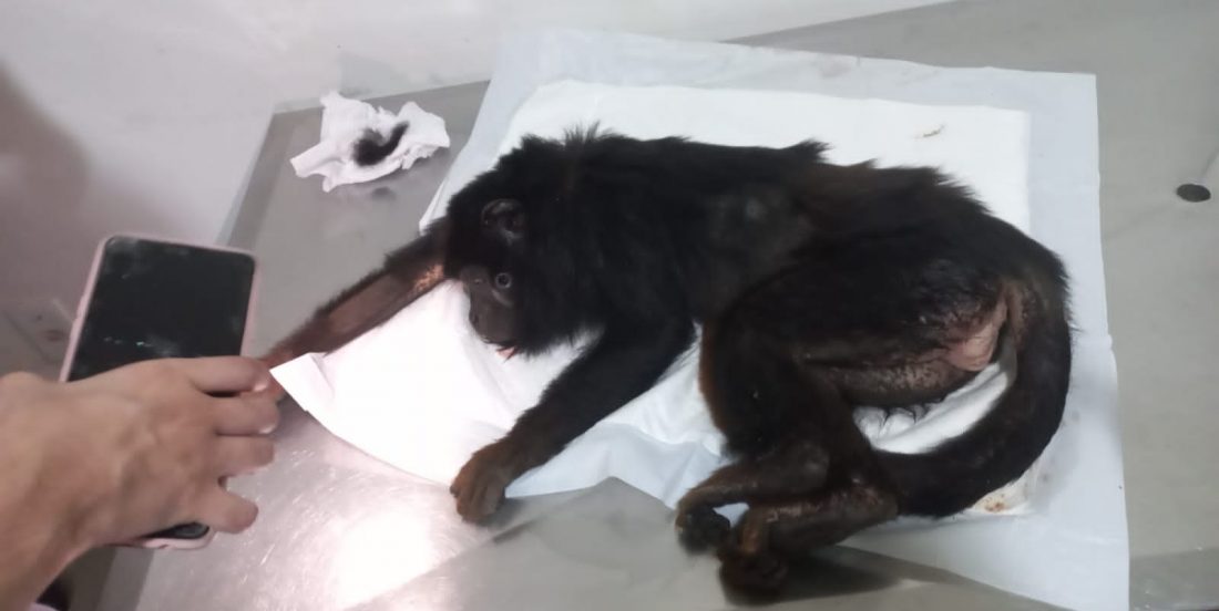 Macaca guariba é resgatada em Marabá