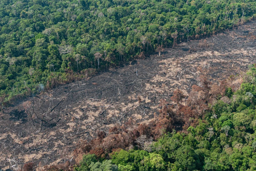 Amazônia tem recorde de alertas de desmatamento em fevereiro