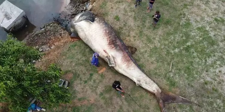 Maior peixe do mundo é encontrado morto no litoral do Brasil