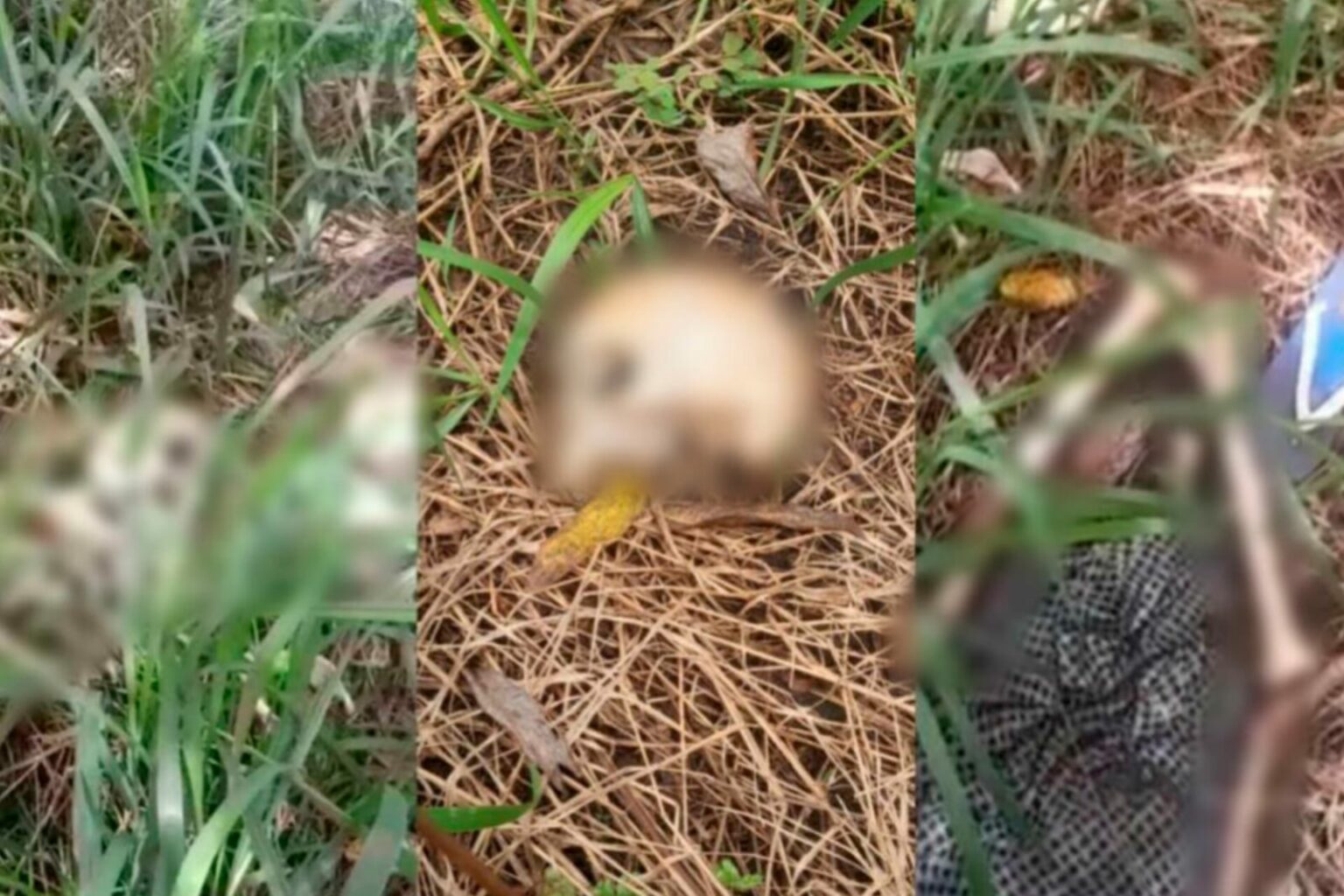Ossada humana é encontrada na zona rural de Itaituba