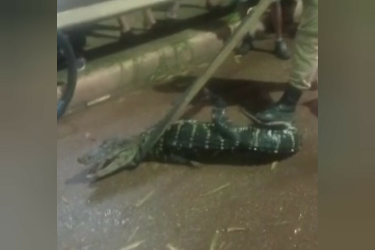 VÍDEO: Jacaré é flagrado e capturado em Marabá