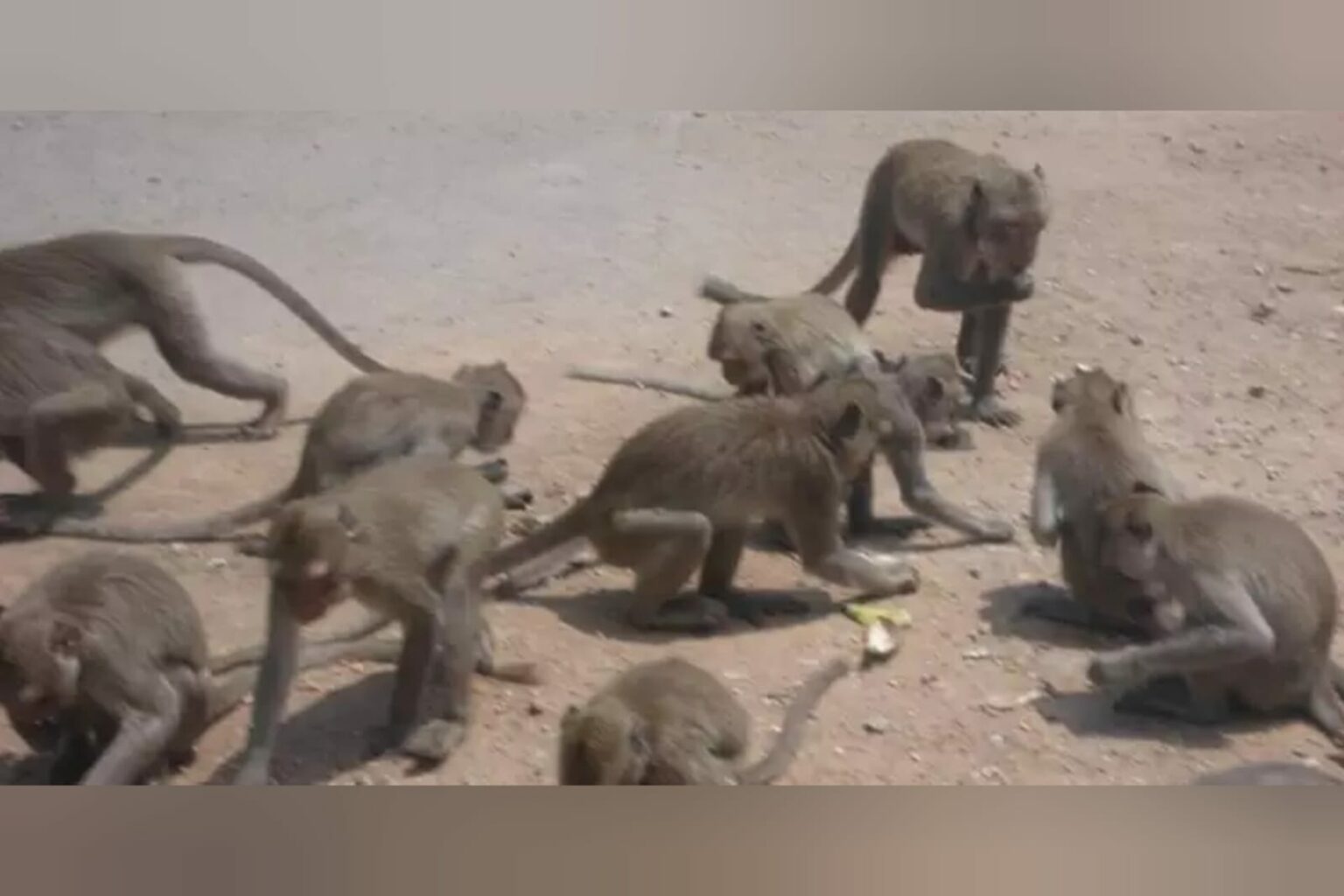 Idosa morre após ser atacada por macacos selvagens