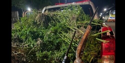 Mais de 10 mil pés de maconha são destruídos no nordeste do Pará
