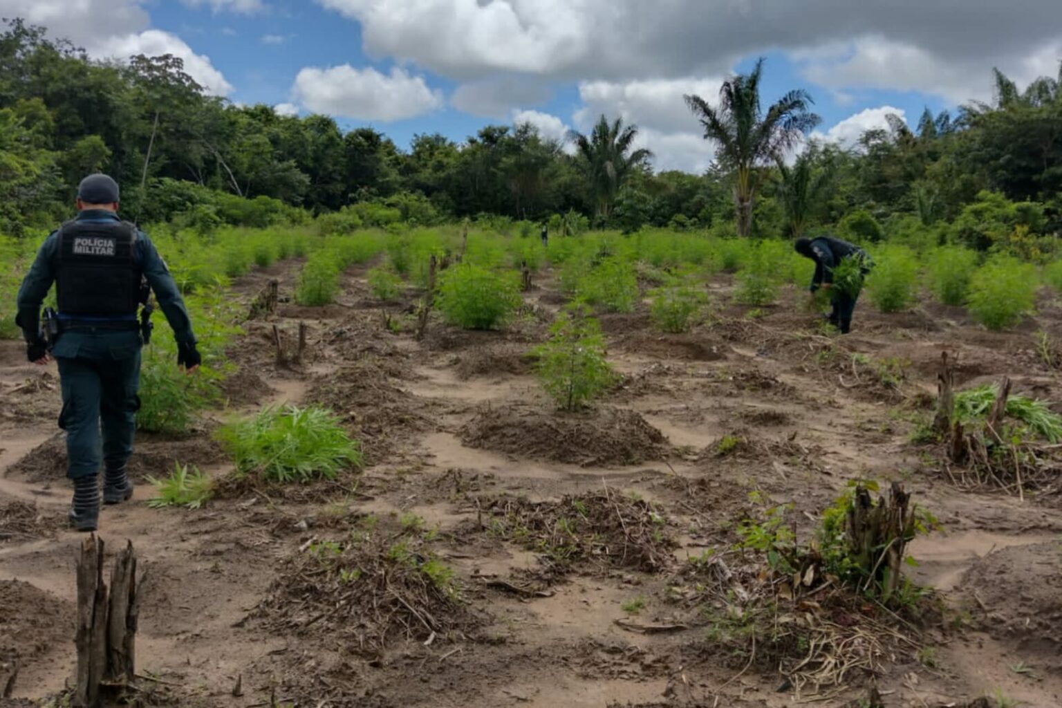 PM apreende 9 mil plantas de cannabis no Pará