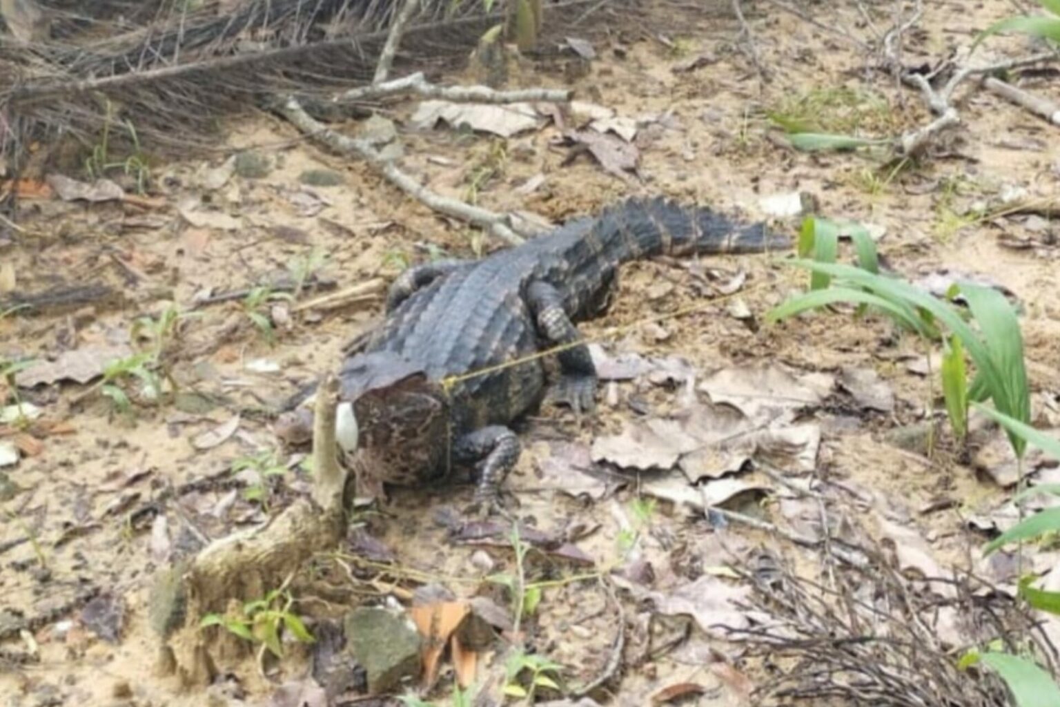 Polícia Ambiental resgata jacaré em escola pública no Pará