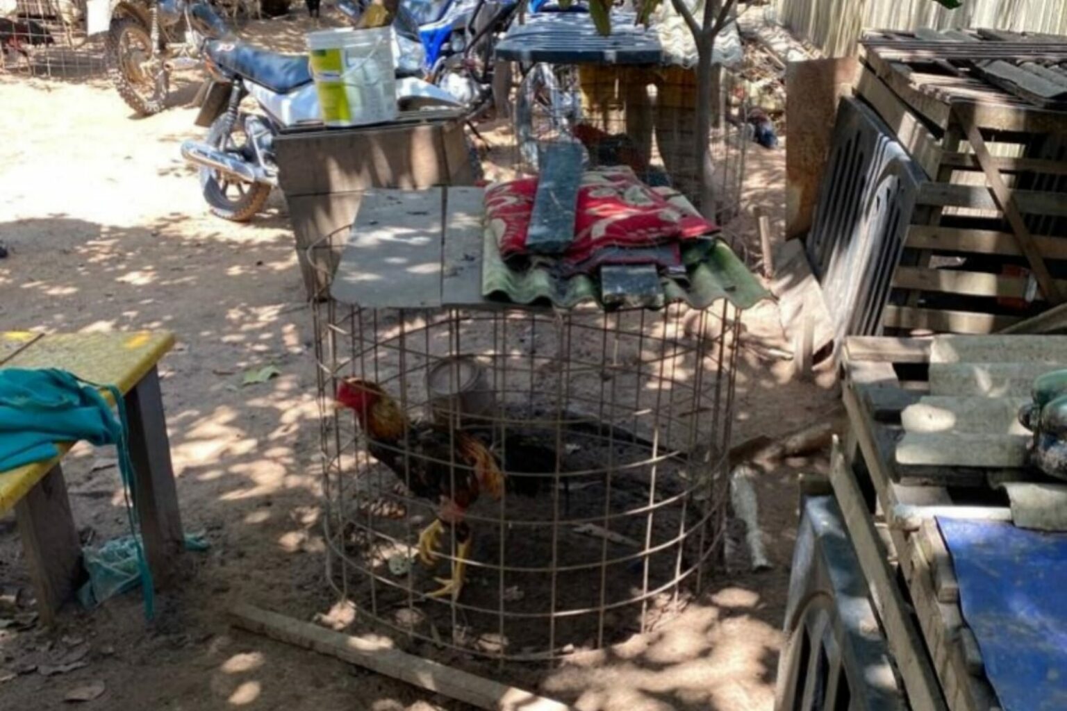 PC prende trio por maus tratos contra animais e associação criminosa no Pará