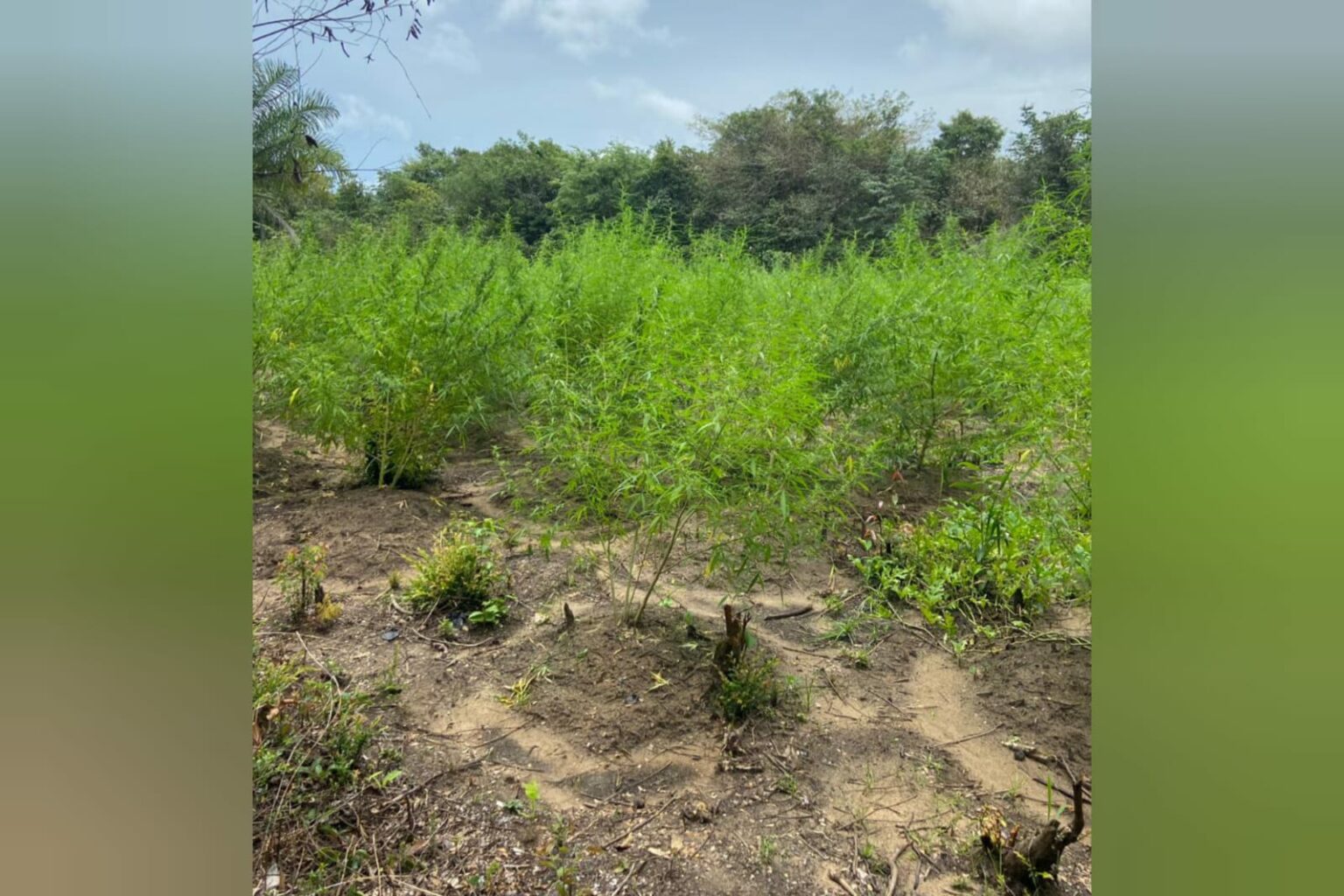 PM localiza 5 mil pés de maconha no Pará