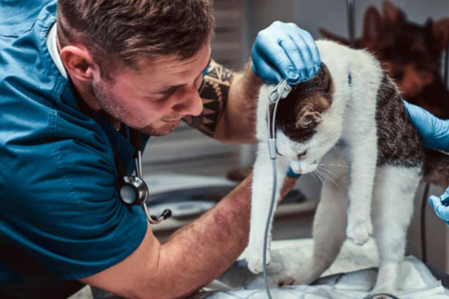Número de perícias em animais aumenta e colabora para elucidação de crimes de maus-tratos