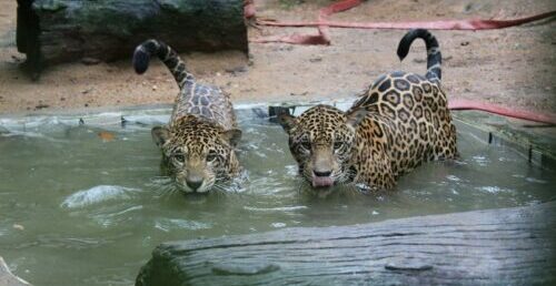 Prefeitura atua na preservação e conservação da fauna ameaçada em Marabá