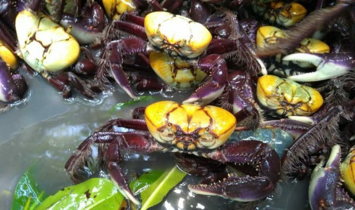 Ideflor-Bio alerta para o último período do defeso do caranguejo-uçá