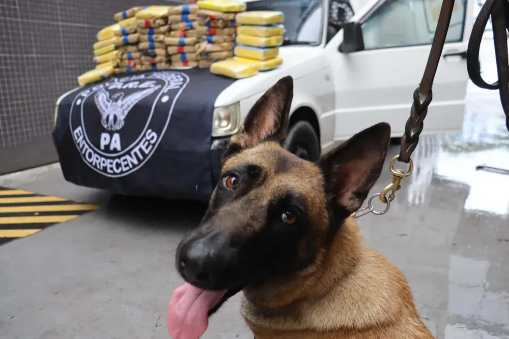 Cão farejador encontra 50 kg de ‘supermaconha’ escondida em veículo no Pará