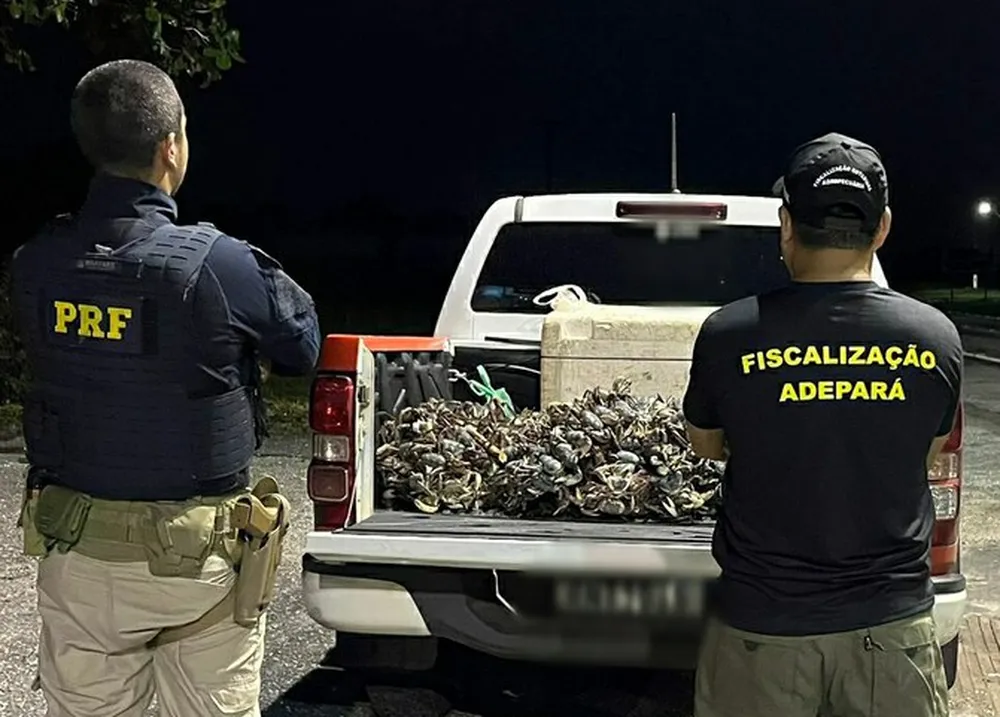 PRF apreende 560 caranguejos transportados de forma irregular no Pará