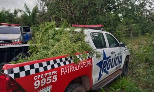 Plantação de maconha é localizada e destruída no Pará