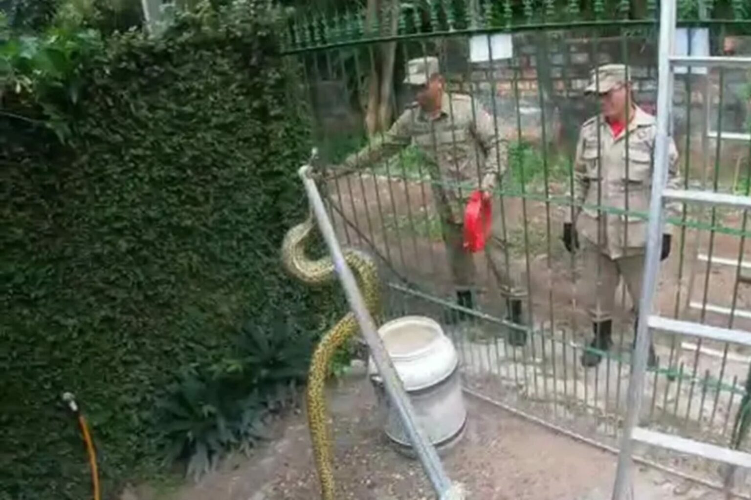 Cobra é capturada por bombeiros dentro de casa no Pará