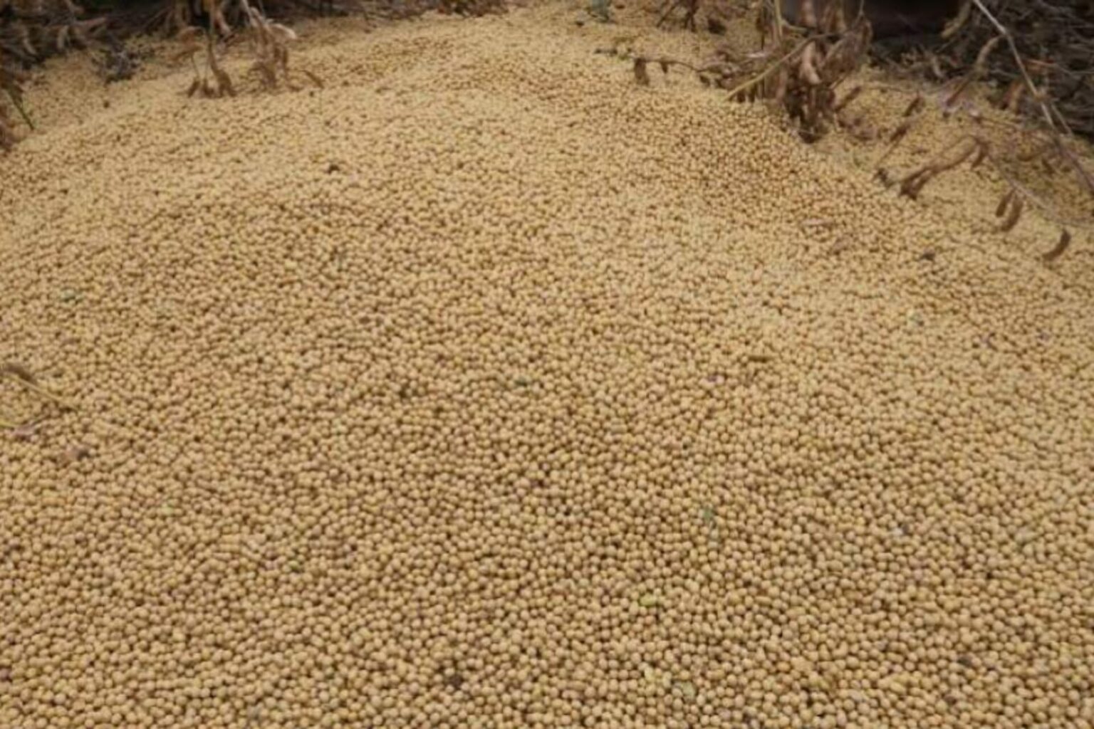 Projeções do IBGE apontam crescimento em três culturas agrícolas no Pará em 2023