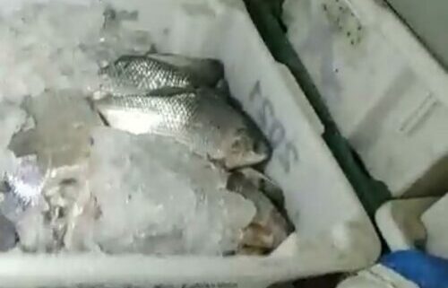Adepará apreende 18 toneladas de pescado transportado irregularmente