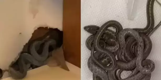 Mulher compra casa própria e encontra imóvel infestado de cobras