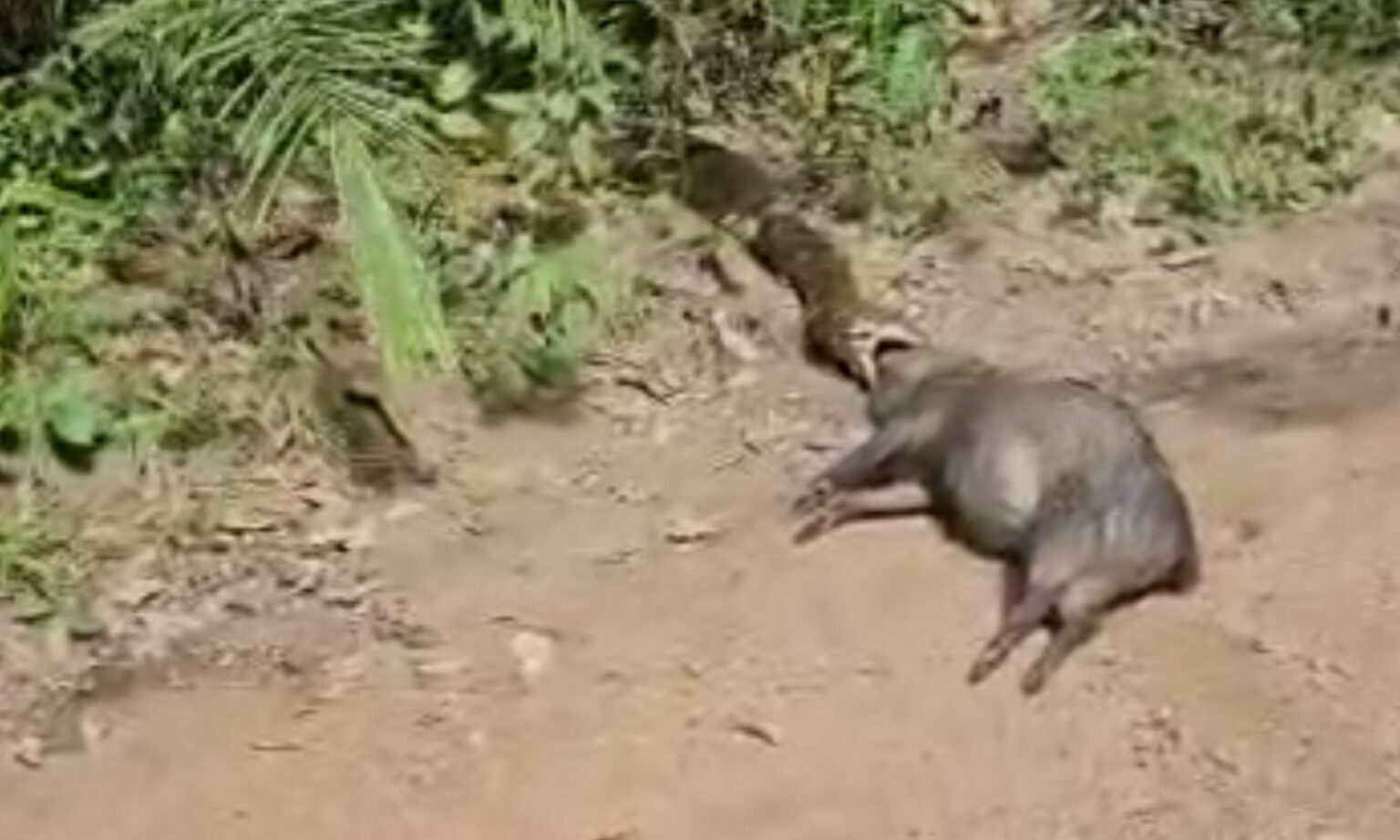 VÍDEO: Sucuri gigante arrasta porco do mato no MT