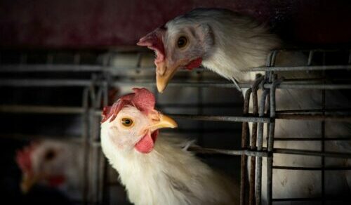 Gripe aviária leva Brasil a decretar emergência zoossanitária