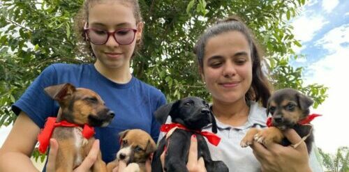 Prefeitura incentiva adoção de animais domésticos em Marabá