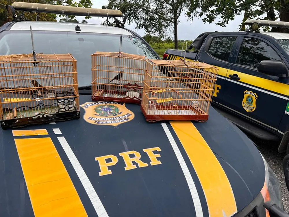 PRF resgata três aves silvestres em menos de 24 horas no Pará