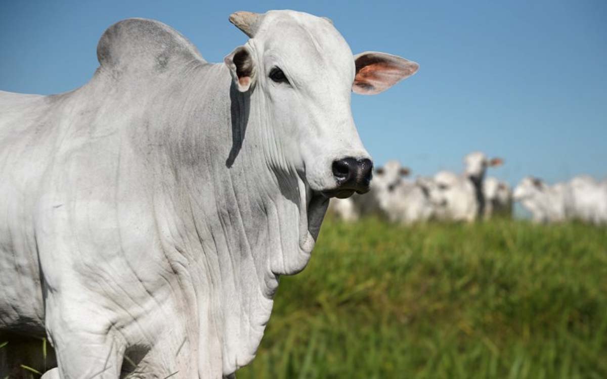 “Vaca Louca”: Brasil volta a exportar carne bovina para o Catar