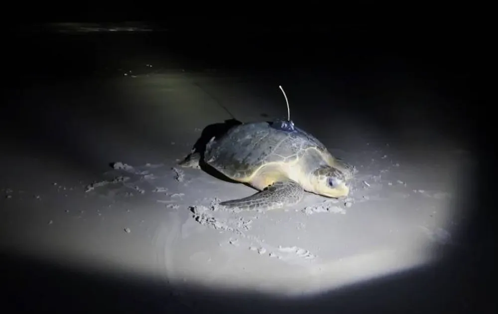 Pesquisadores implantam transmissor em tartaruga marinha no Pará