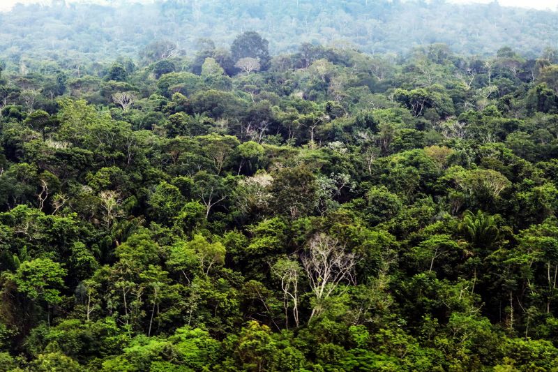 Pará reduz alertas de desmatamento em 70% no mês de abril