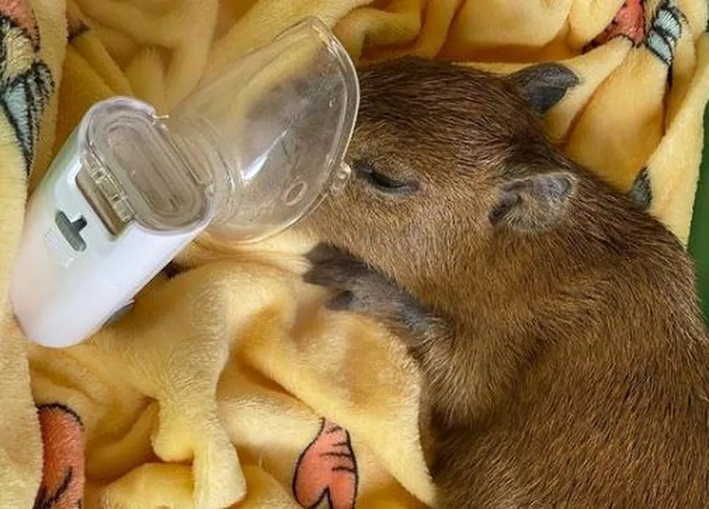 Filhote de capivara é atropelado por bicicleta no Pará
