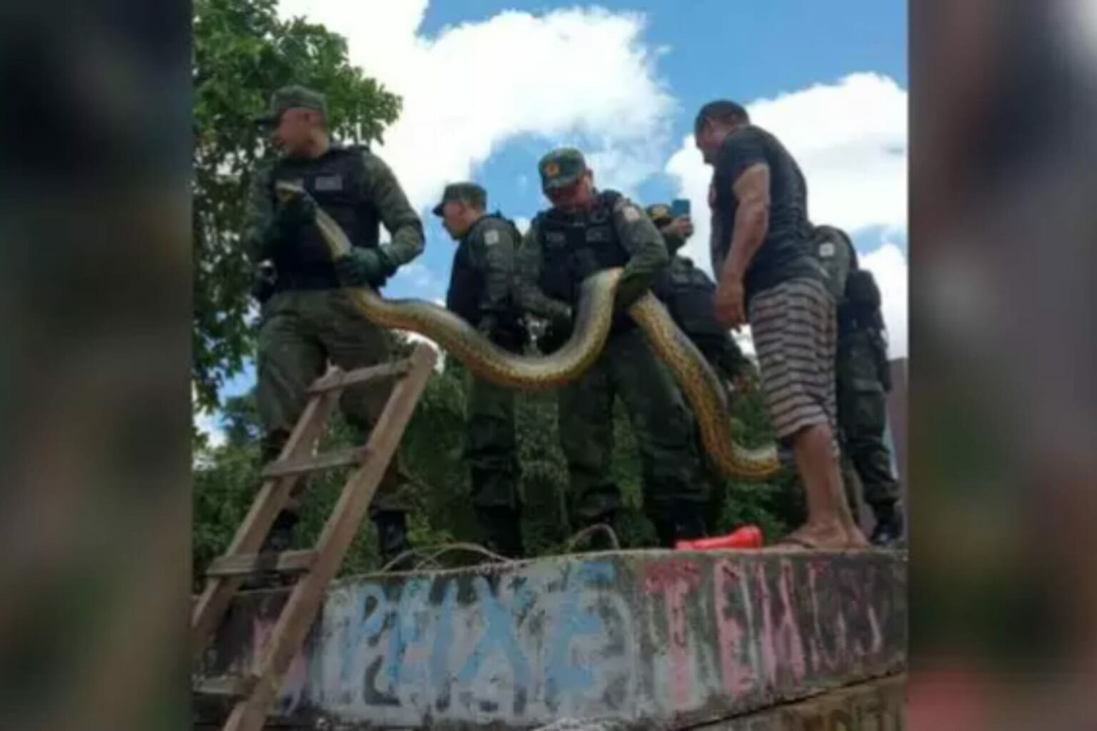 Polícia Ambiental resgata cobra de 3 metros no Pará