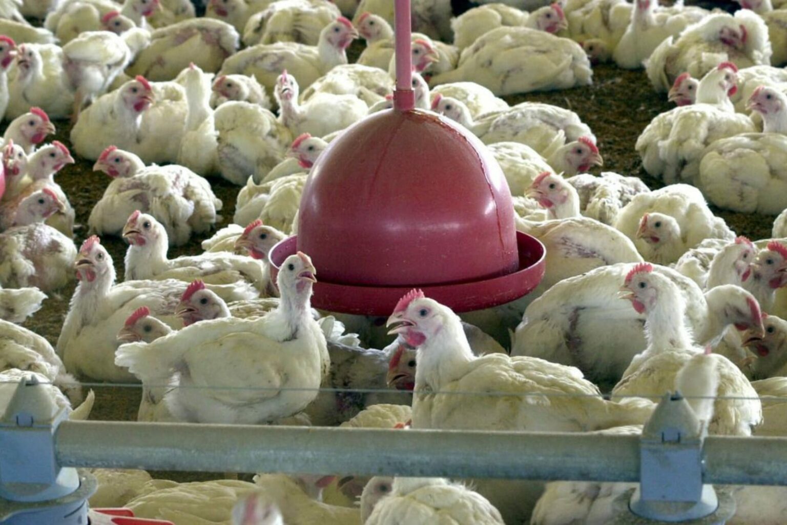 Brasil confirma primeiros casos de gripe aviária em aves silvestres