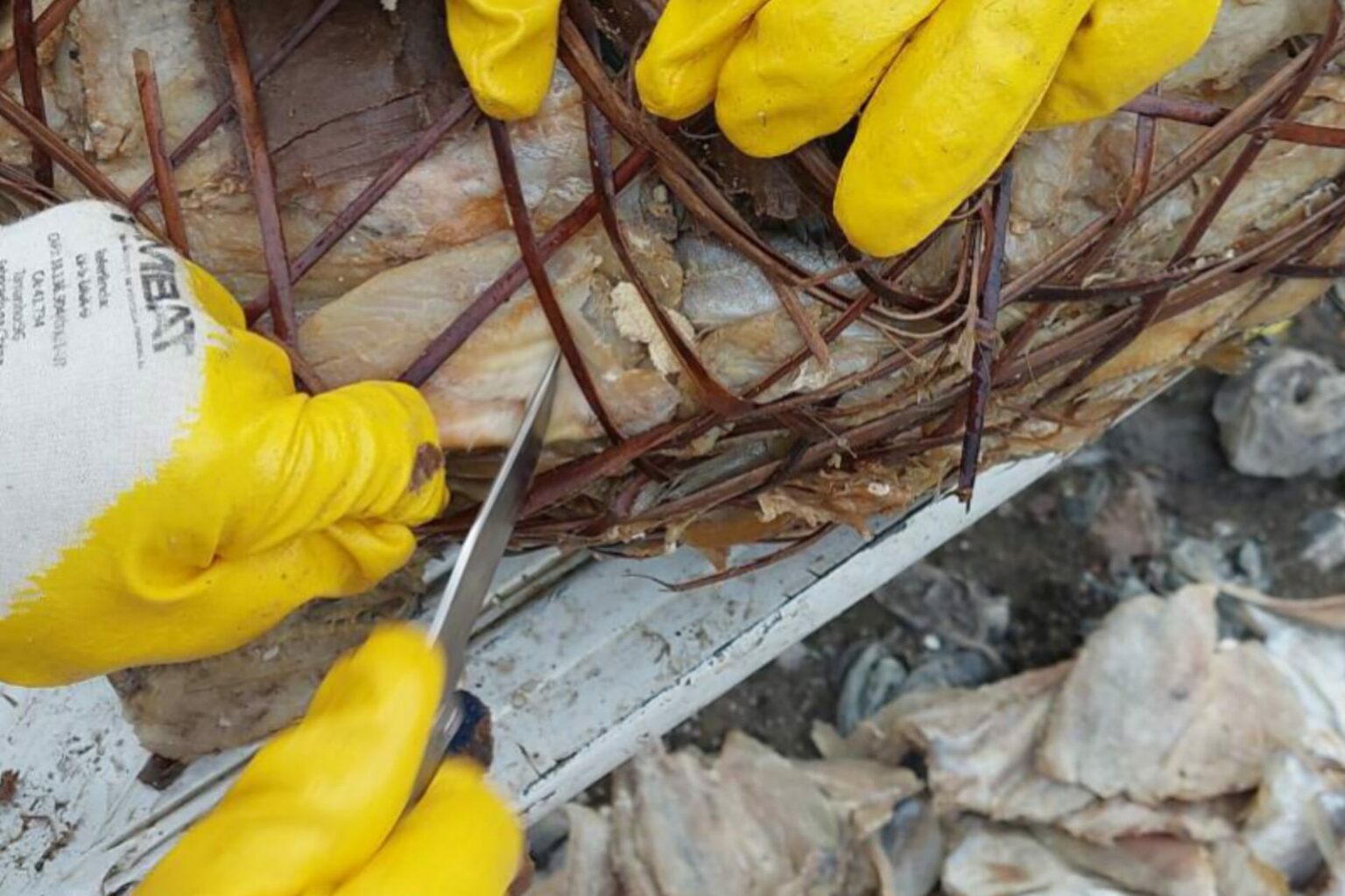 Fiscais da Adepará aprendem 800 kg de pescado em Ipixuna do Pará