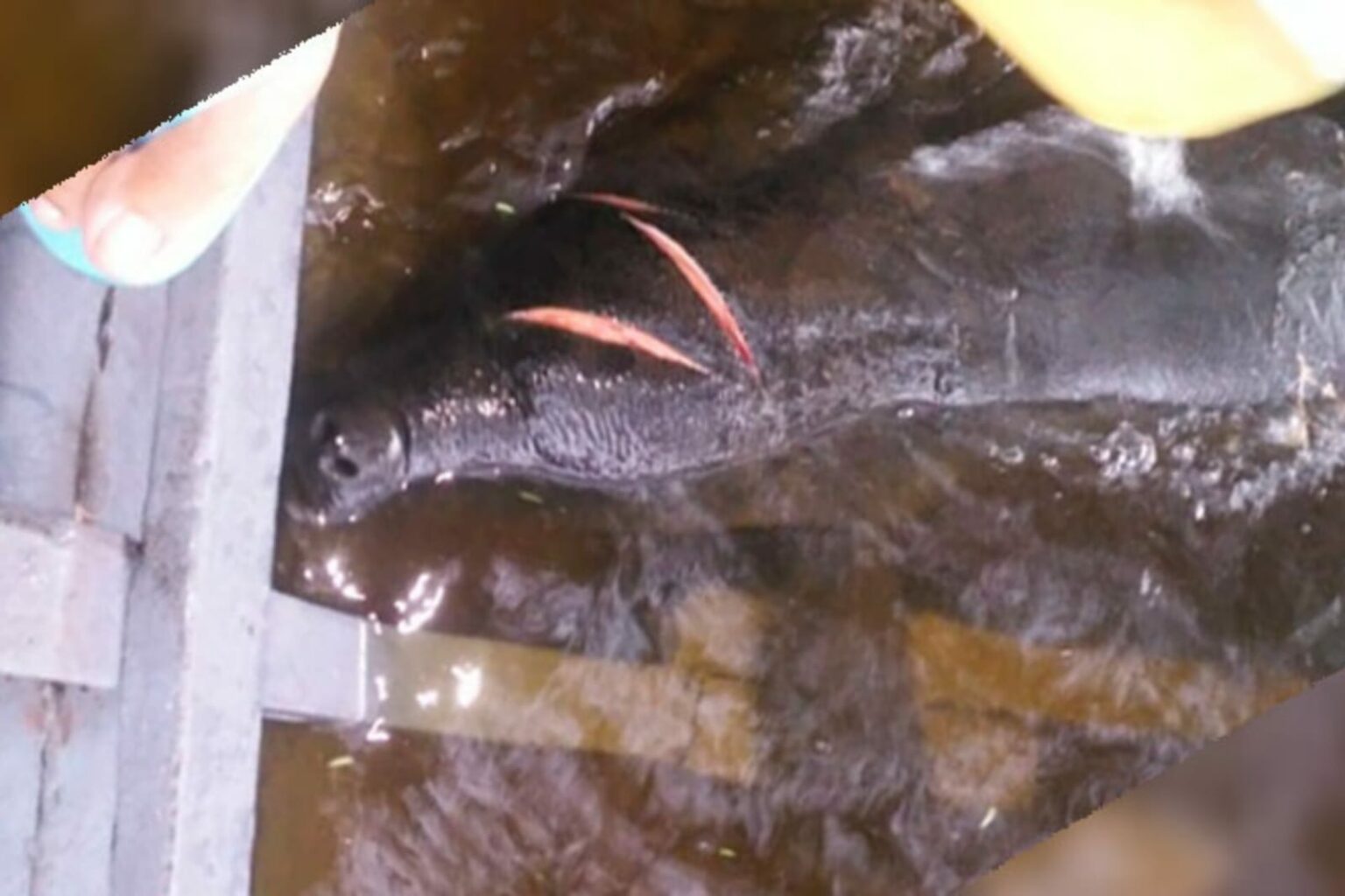 Ferido na cabeça, peixe-boi é resgatado no Pará