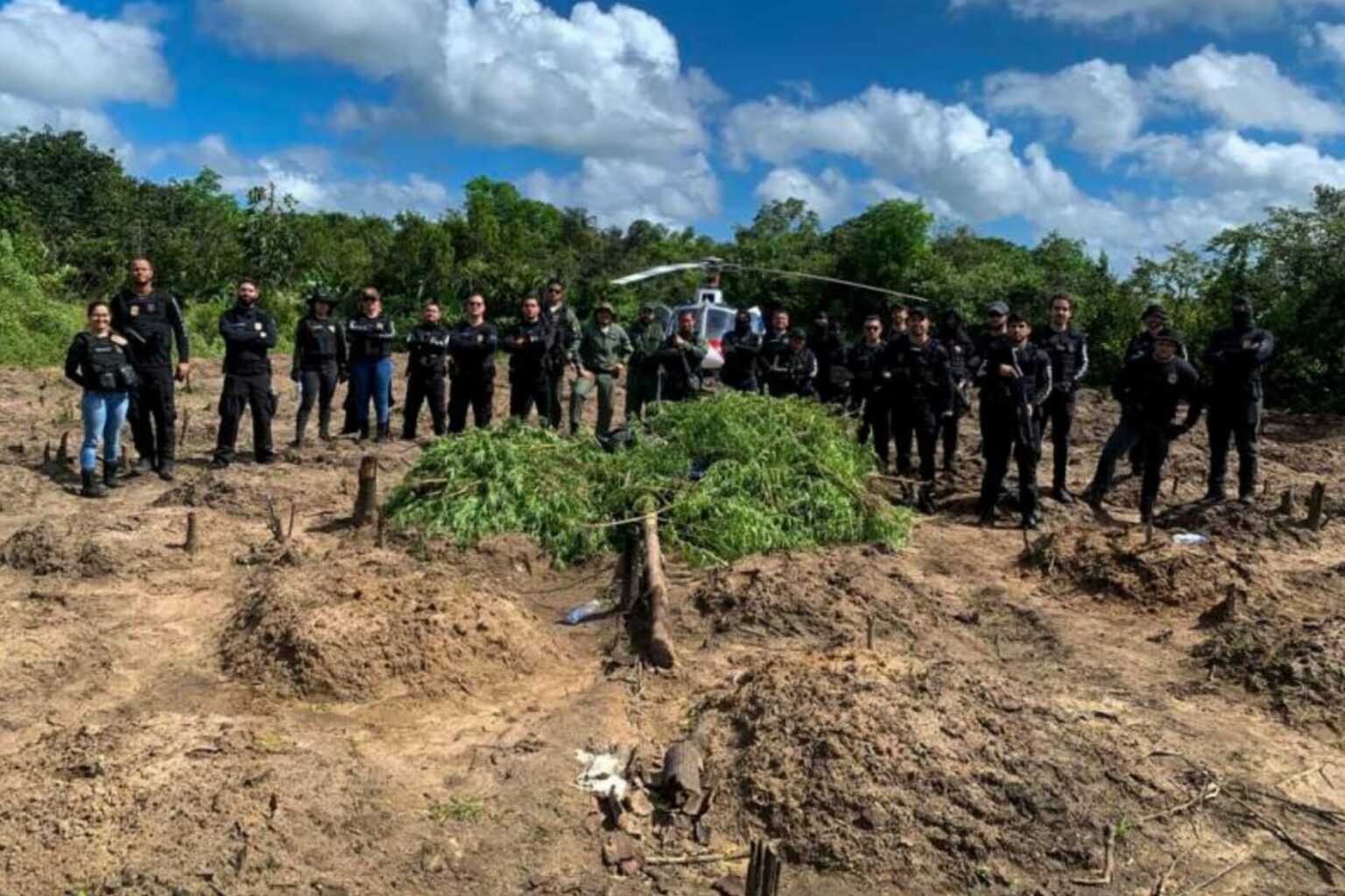 PC localiza e destrói 9 mil pés de maconha no Pará