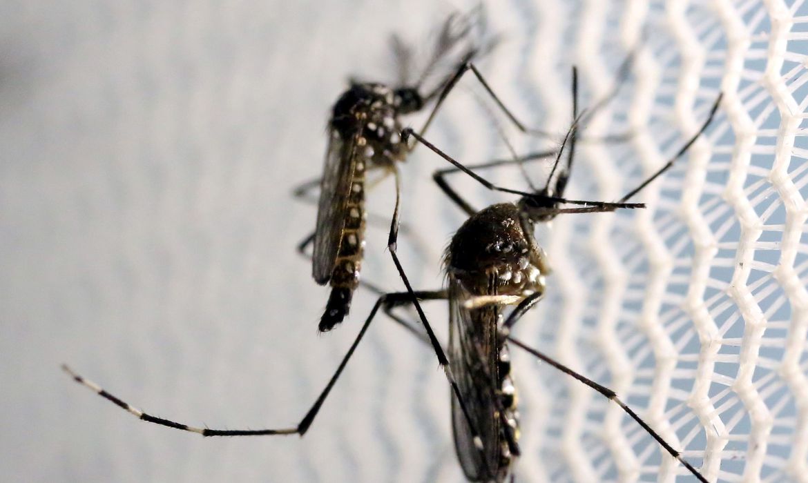 Ministério da Saúde lança campanha após aumento da dengue, Zika e chikungunya