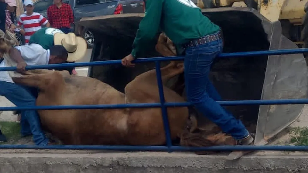 Cavalo morre durante cavalgada em feira agropecuária no sul do Pará