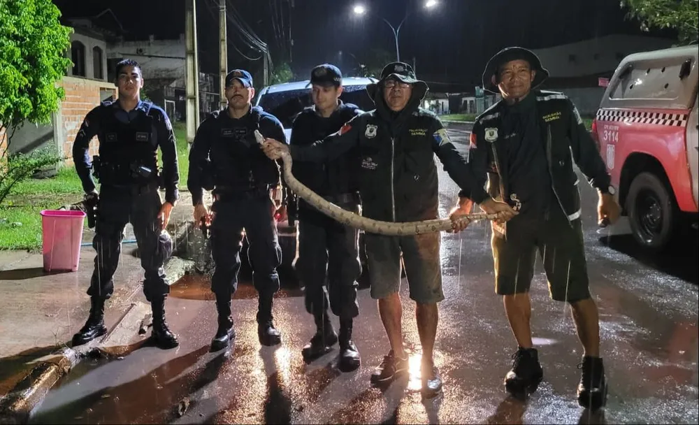 Jiboia aparece próximo a residências em cidade do Pará