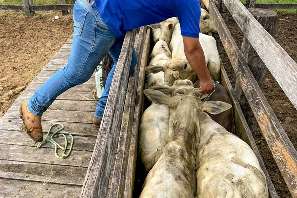 Vacinação contra febre aftosa é prorrogada até 30 de junho no Pará