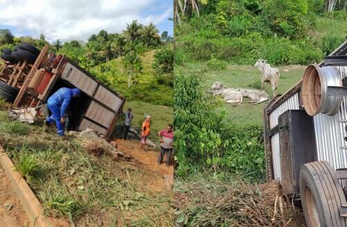 Carreta carregada com gado tomba na BR-230 próximo a Itupiranga