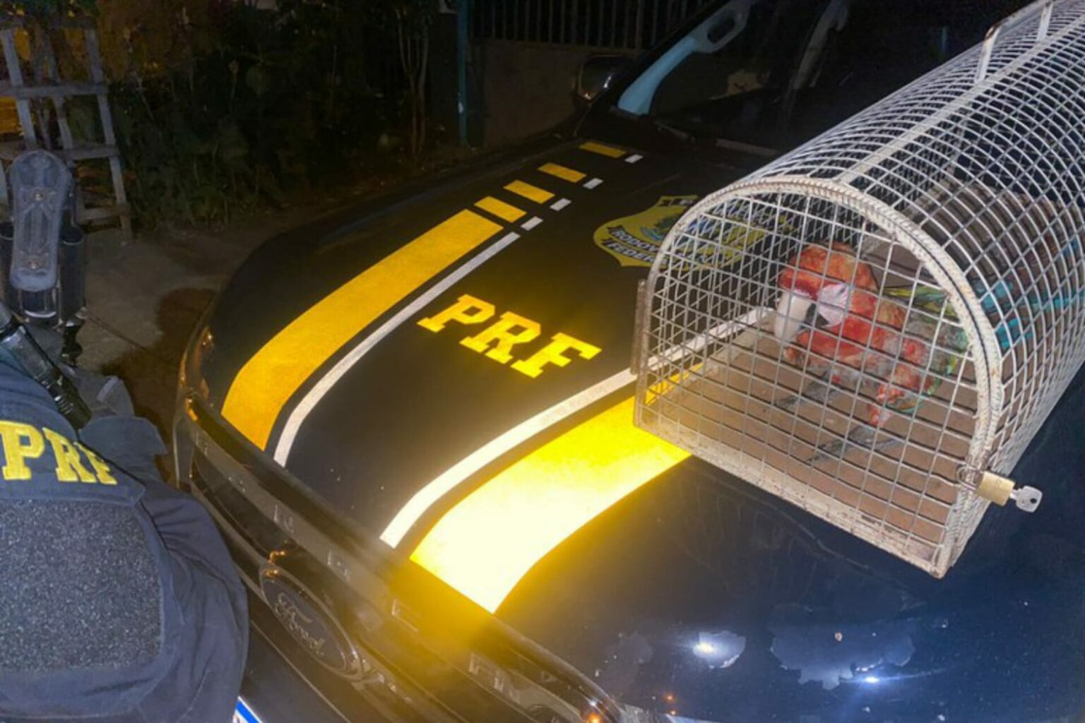 PRF resgata arara-canindé em Marabá