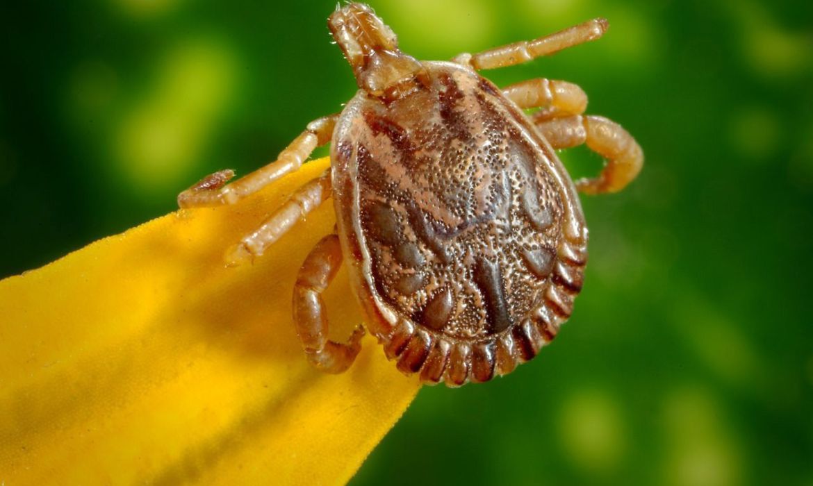 Saiba o que é febre maculosa e quais são os sintomas