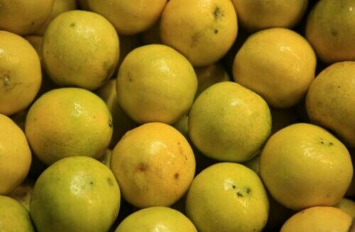 Pará se destaca na produção de laranja e limão