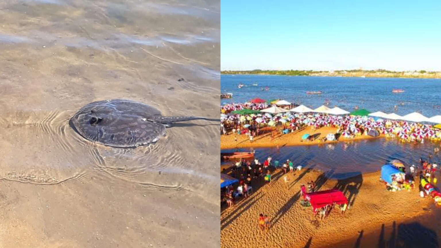 Arraias são avistadas por banhistas na Praia do Tucunaré, em Marabá