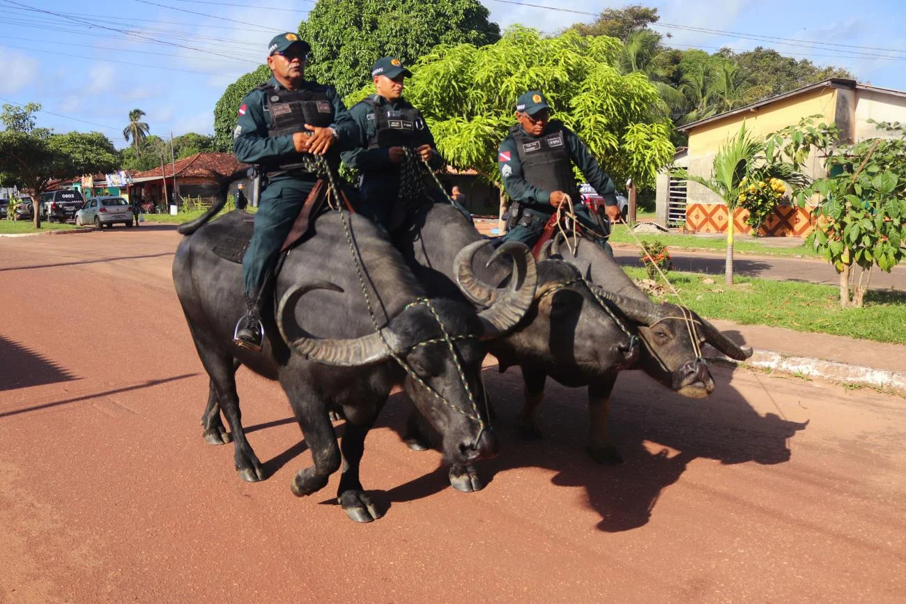 Búfalo ajuda a combater o crime no Marajó