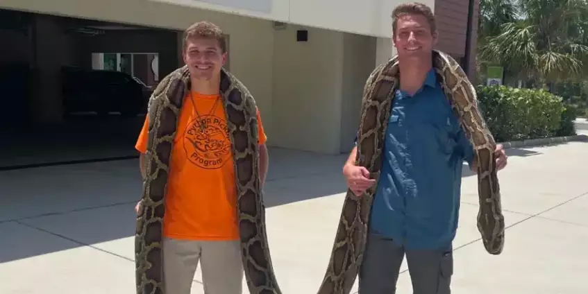 Caçadores capturam píton gigante de 5,7 metros