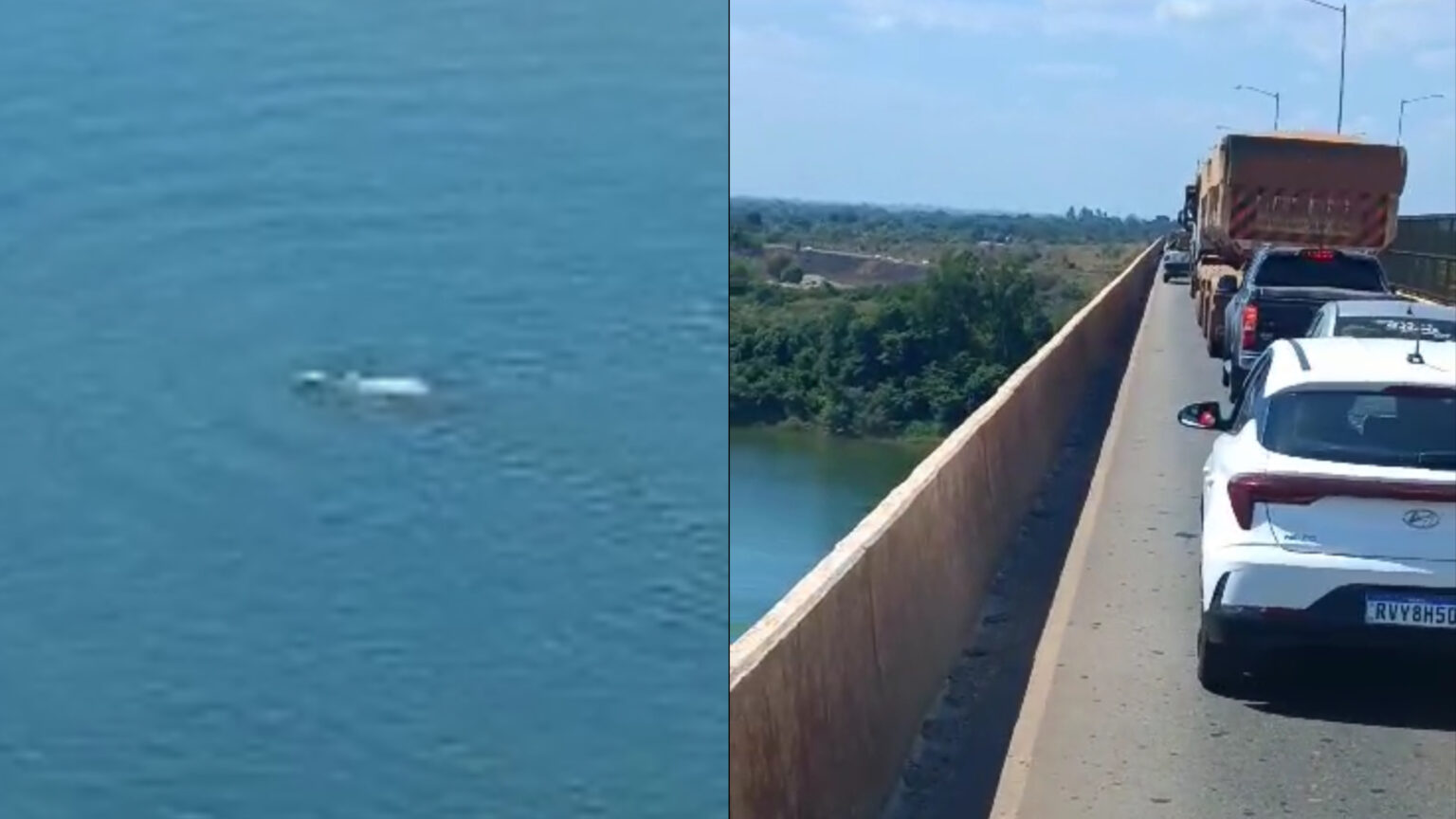 VÍDEO: Vaca pula de carreta em movimento e cai no Rio Tocantins em Marabá