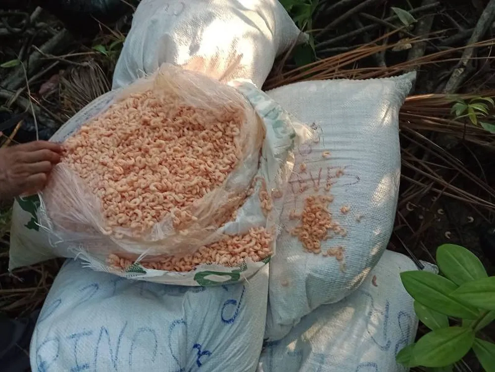 Adepará apreende meia tonelada de camarão clandestino