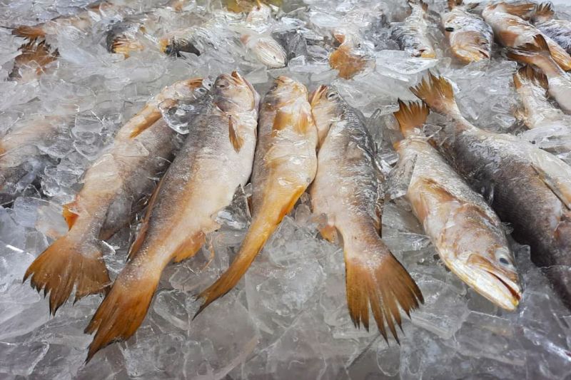 Marabá produz mais de 20 mil toneladas de peixes por ano